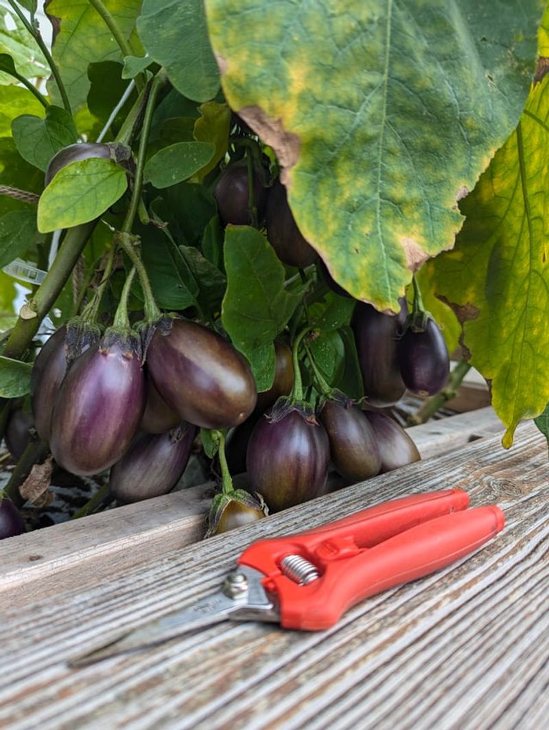 Eggplant
