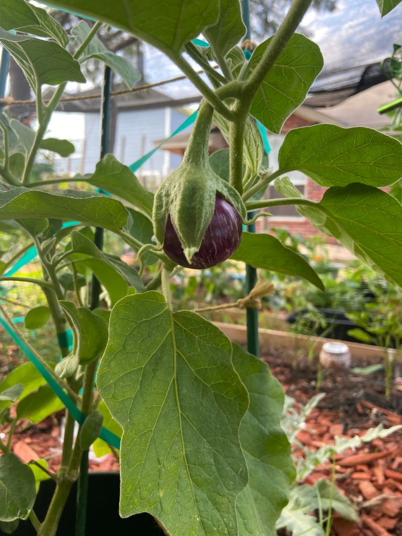 Eggplant Grows Strong Stems And Delicious Fruit
