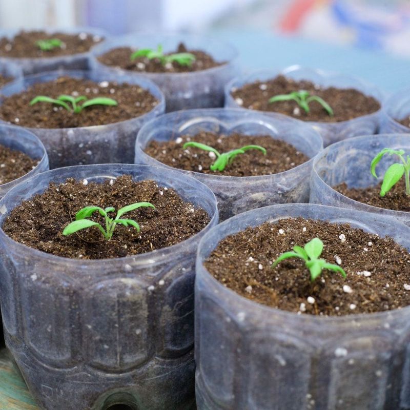 Eggplant Grows Best When Started Indoors Early