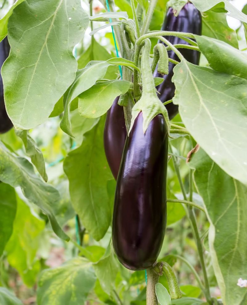 Eggplant Requires Warmth And A Long Growing Season