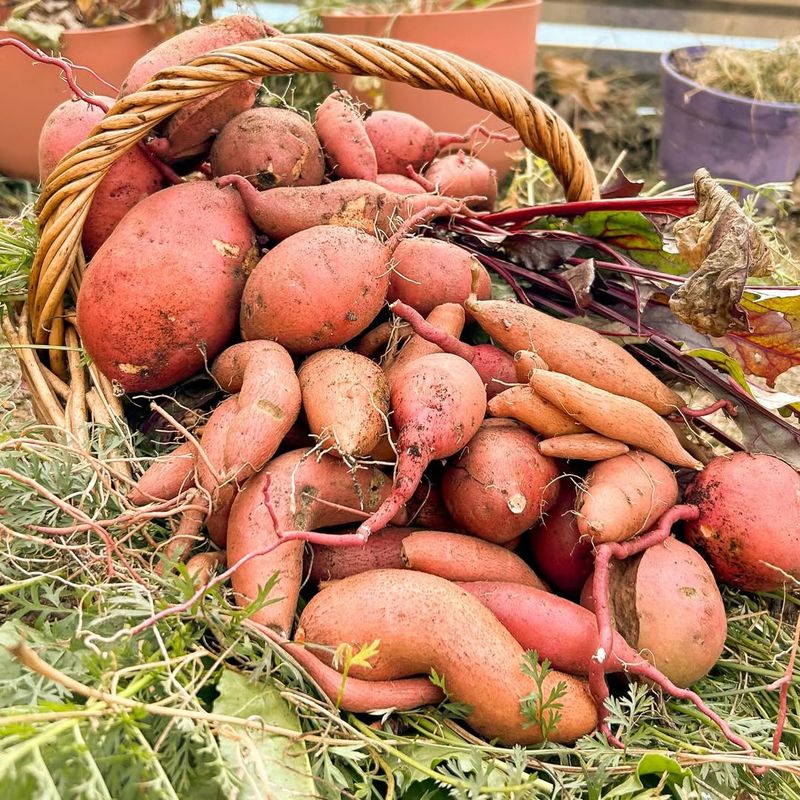 Sweet Potatoes Spreading Roots And Earthy Goodness
