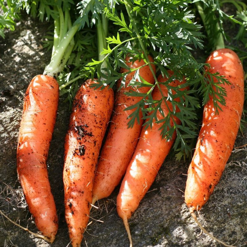 Carrots (Daucus Carota)