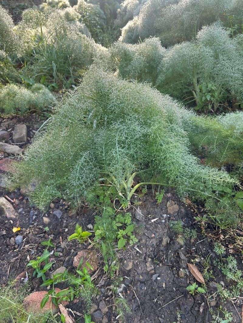 Fennel Can Interfere With Nearby Plant Growth