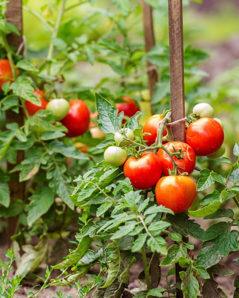 Tomatoes Produce Heavy Harvests When The Season Warms