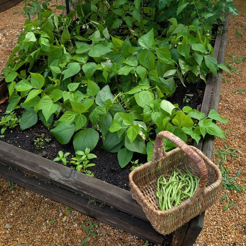 Bush Beans Produce Plenty Of Food Without Taking Much Space