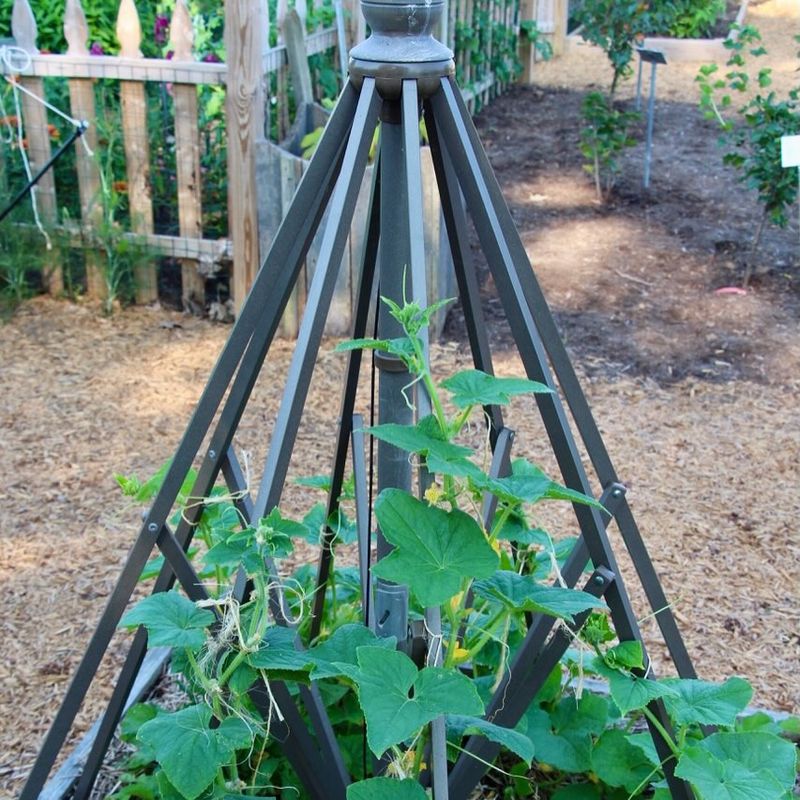 Cucumbers Can Be Trained Upward To Save Space