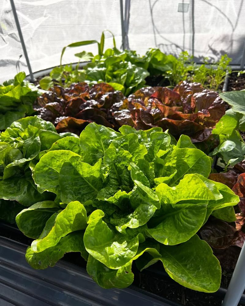 Lettuce Crisp And Fresh From The Bed