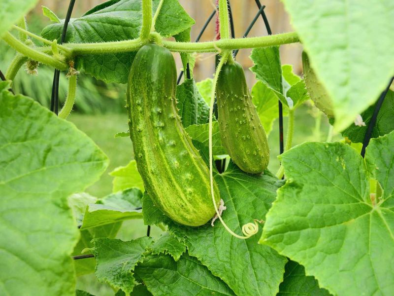 Cucumbers That Can’t Handle Frost