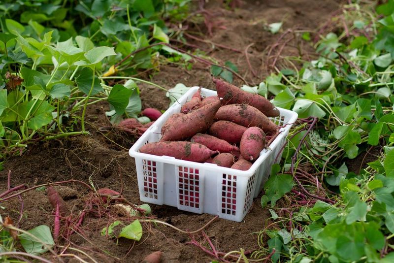 Sweet Potatoes With Their Sprawling Vines