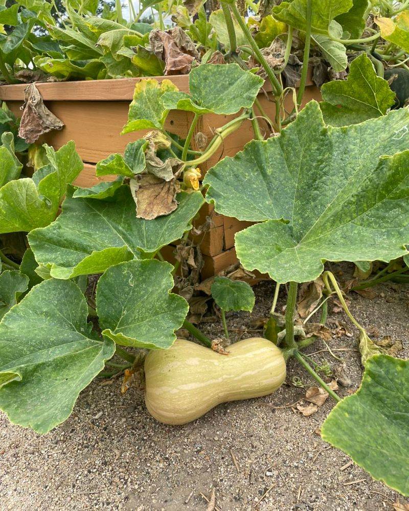 Squash Which Dreams Of Hot Days