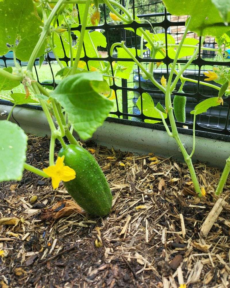 Cucumbers That Love A Cool Start