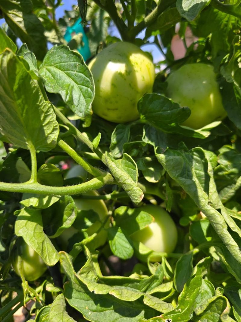 Tomatoes (Heat-Tolerant Varieties)
