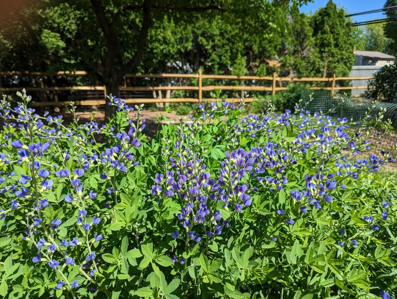 Thrives In Georgia Conditions Without Needing Rich Soil
