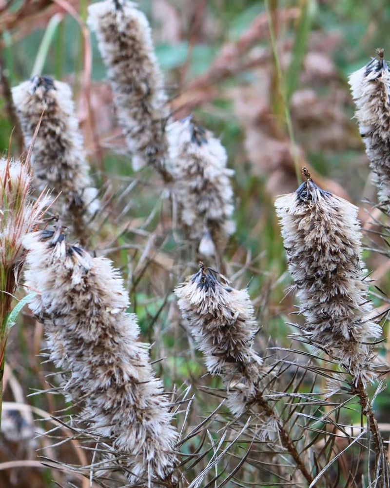Blazing Star Keeps Working Long After The Flowers Fade