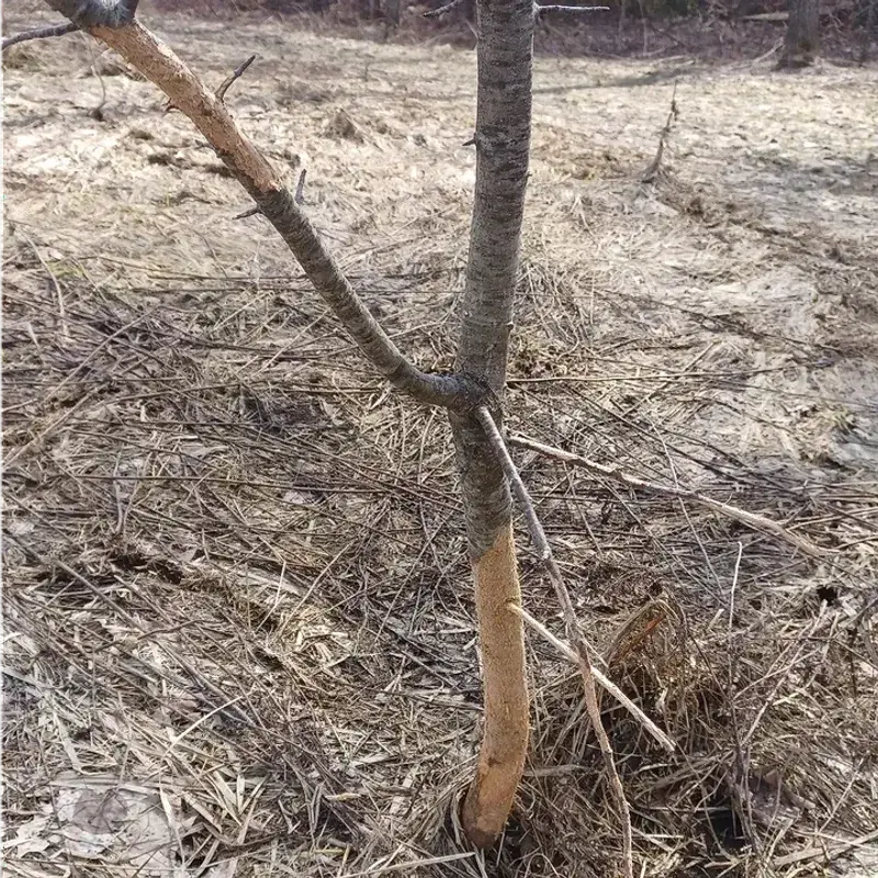 Young Trees Are Most At Risk In Winter