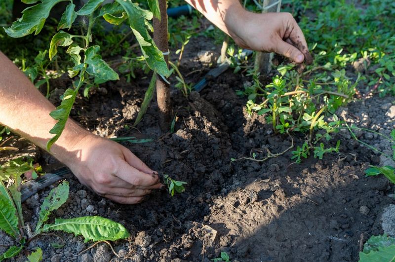 Weeds Begin To Grow Rapidly