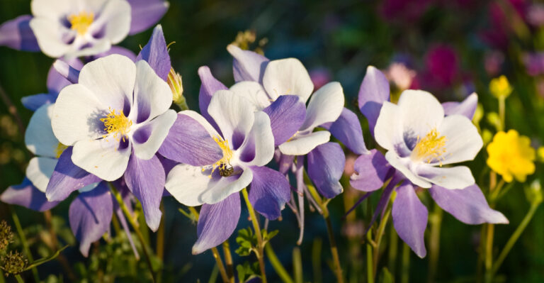 beautiful perennials
