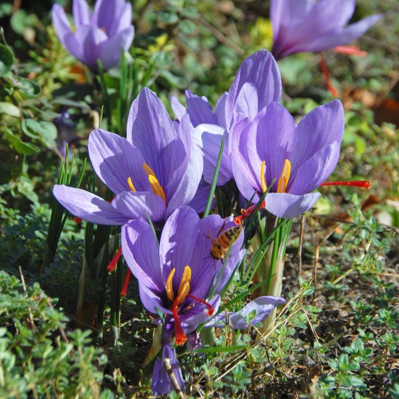 Bulbs Like Tulips, Daffodils, And Crocus