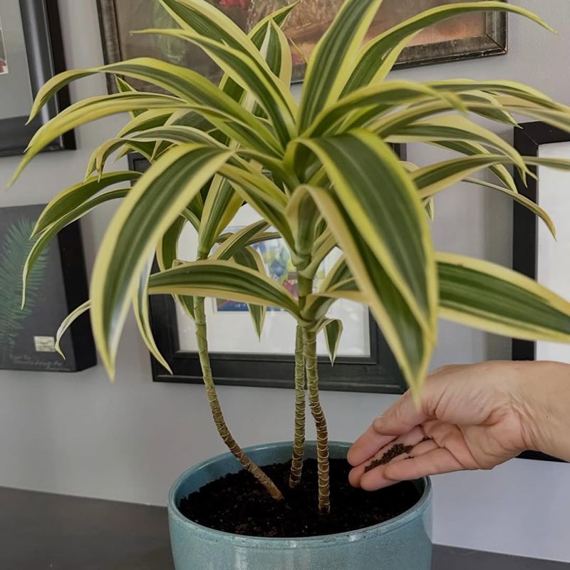 Indoor Plants & Herbs