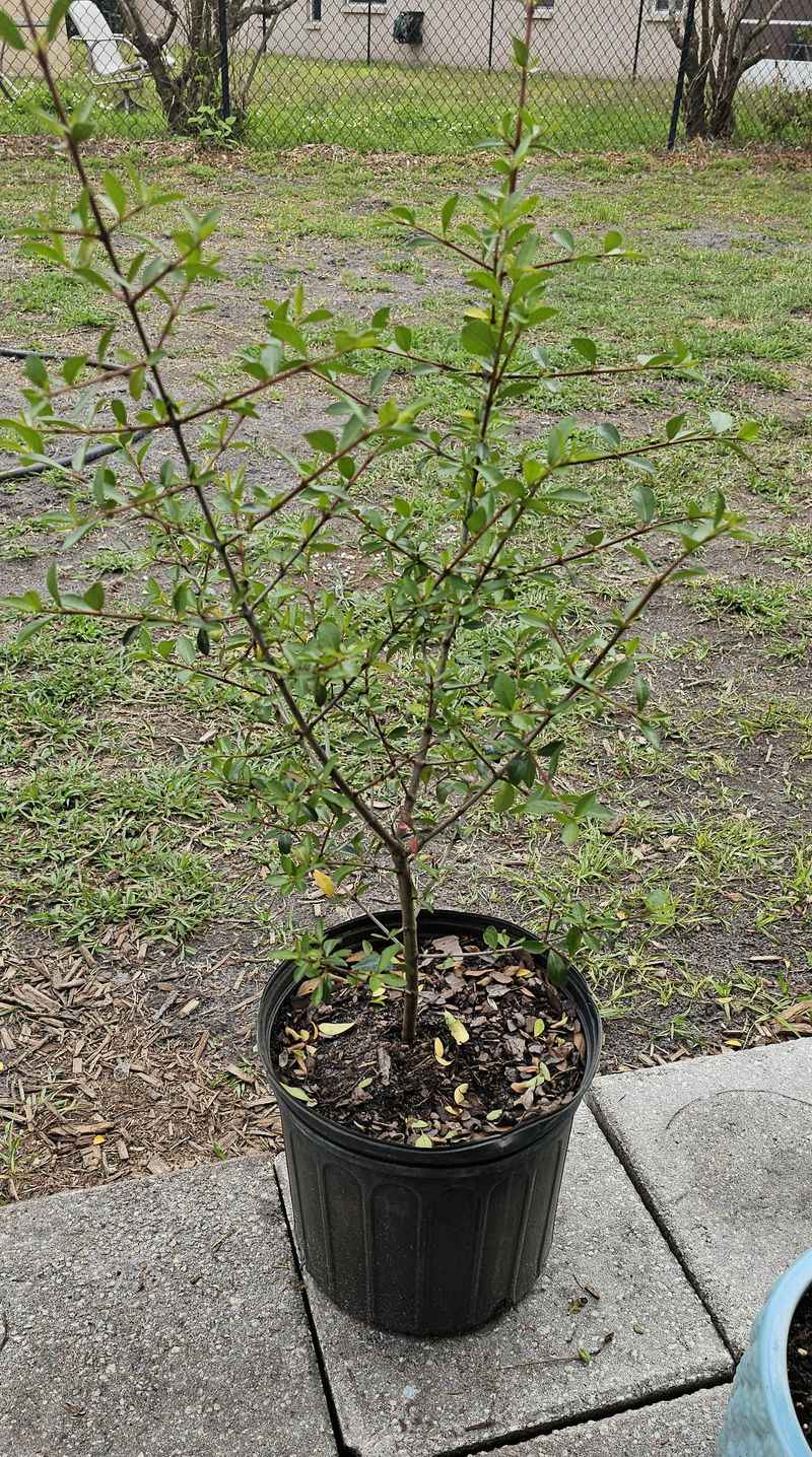 How To Plant It Right The First Time