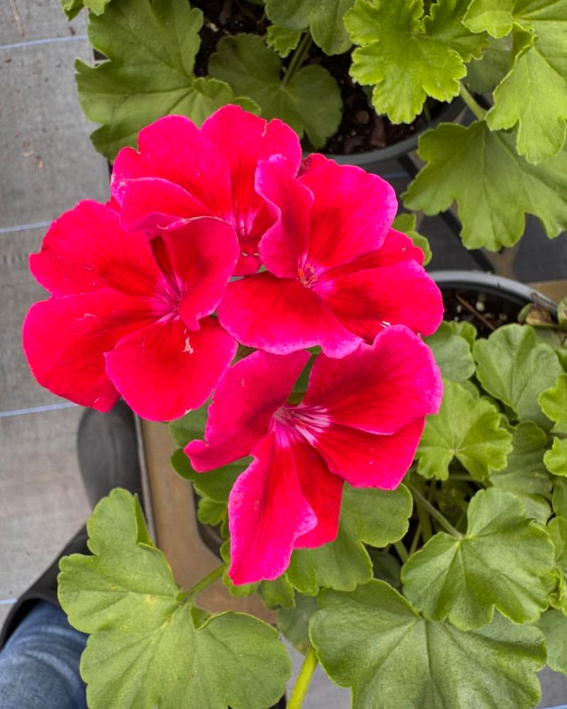 Handles California Heat Well