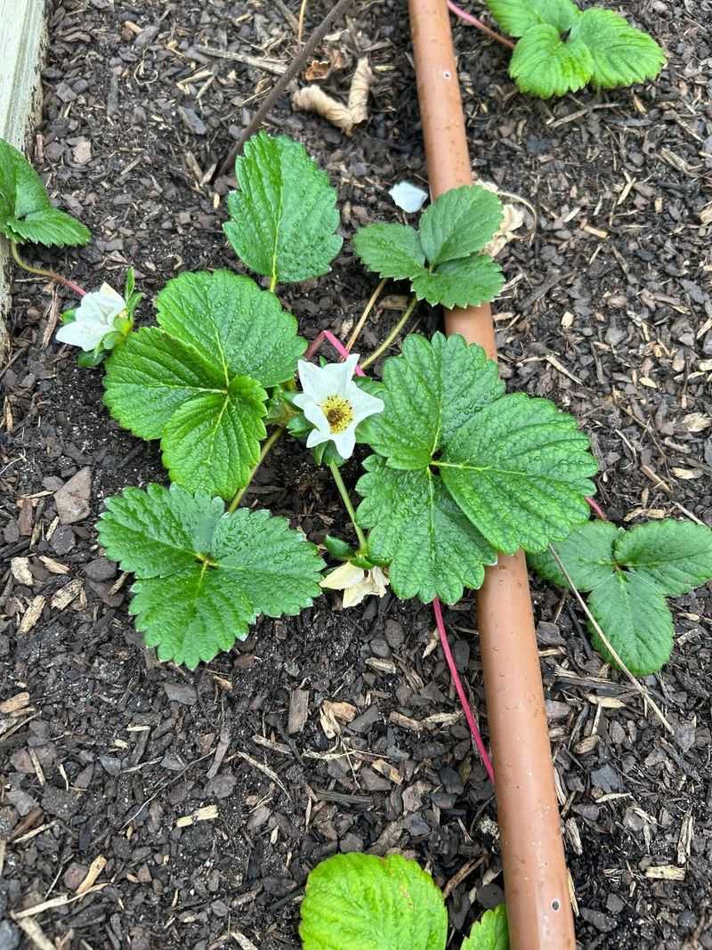 Perfect Soil Composition Flourishing Beneath Every Berry