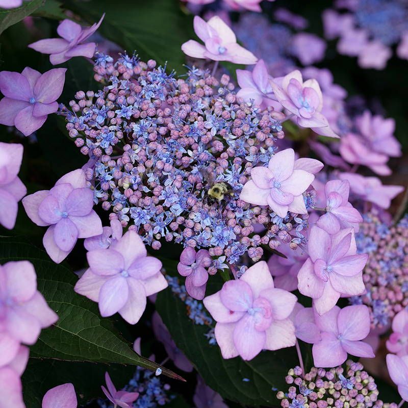 Lacecap Blooms Support Pollinators