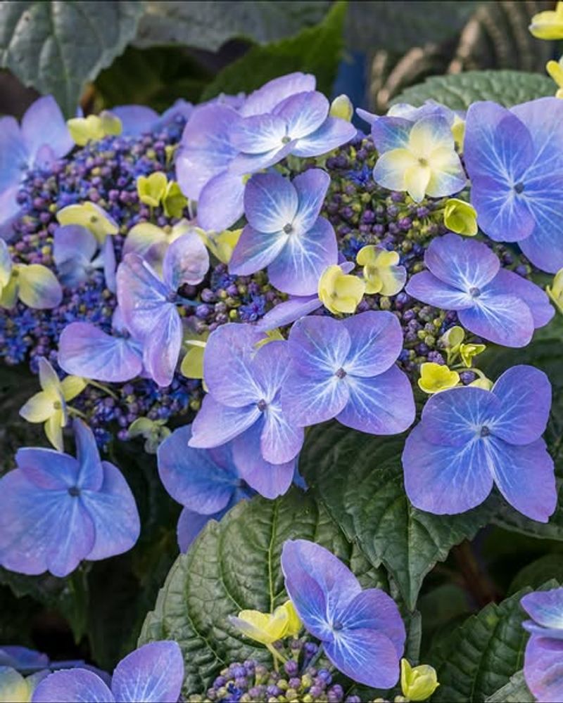 Prefers Partial Shade In Michigan Summers