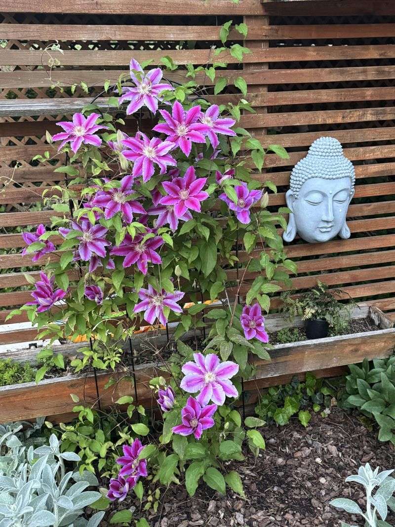 Tall Bamboo Teepee Gives Vines A Natural Support