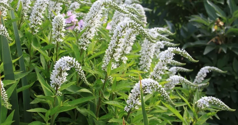 Gooseneck Loosestrife That Quickly Dominates A Border