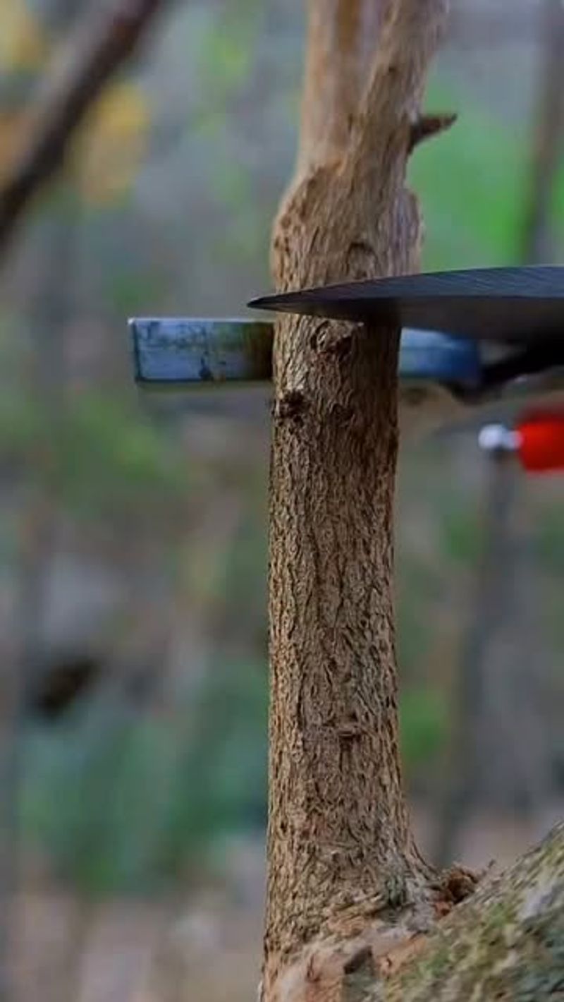 Pomegranate Trees Can Be Shaped In Late Winter Or Early Spring