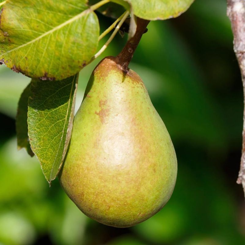 Pear Trees Delivering Crisp, Delicious Picks