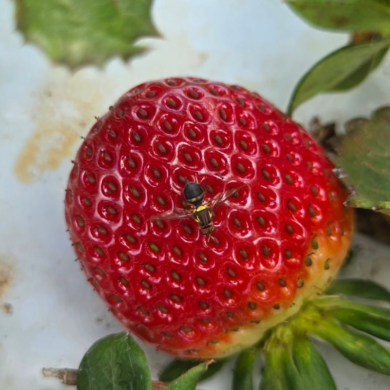 Pest Patrol Guarding Every Plant From Sneaky Invaders