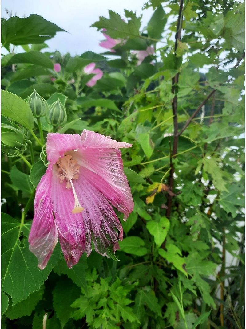 Nutrient Deficiencies