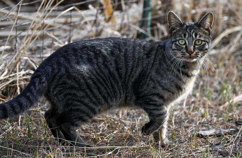 Outdoor Cats In The Area