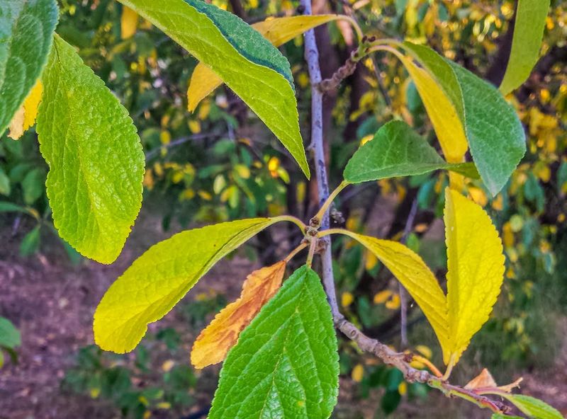 New Growth Patterns Can Make Healthy Plants Look Worse Than They Are