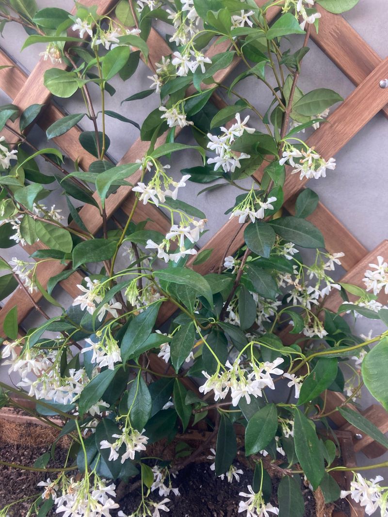 Natural Aging And Pruning Stress Affect Leaf Color