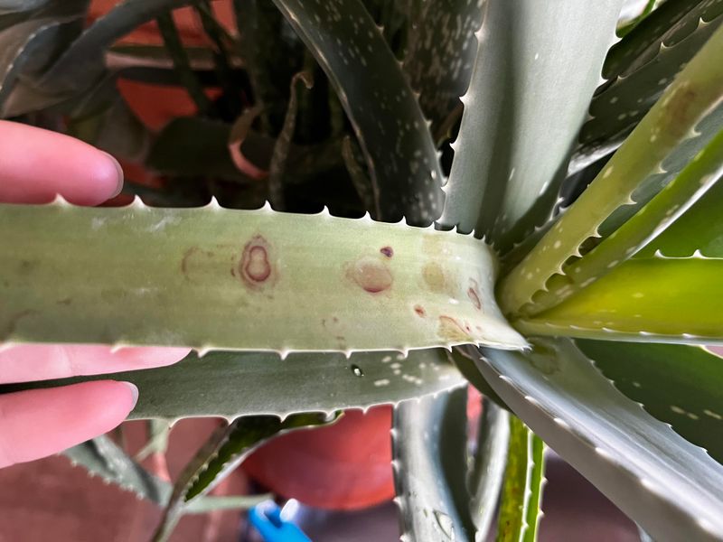 Fungal Infections Turn Leaves Brown