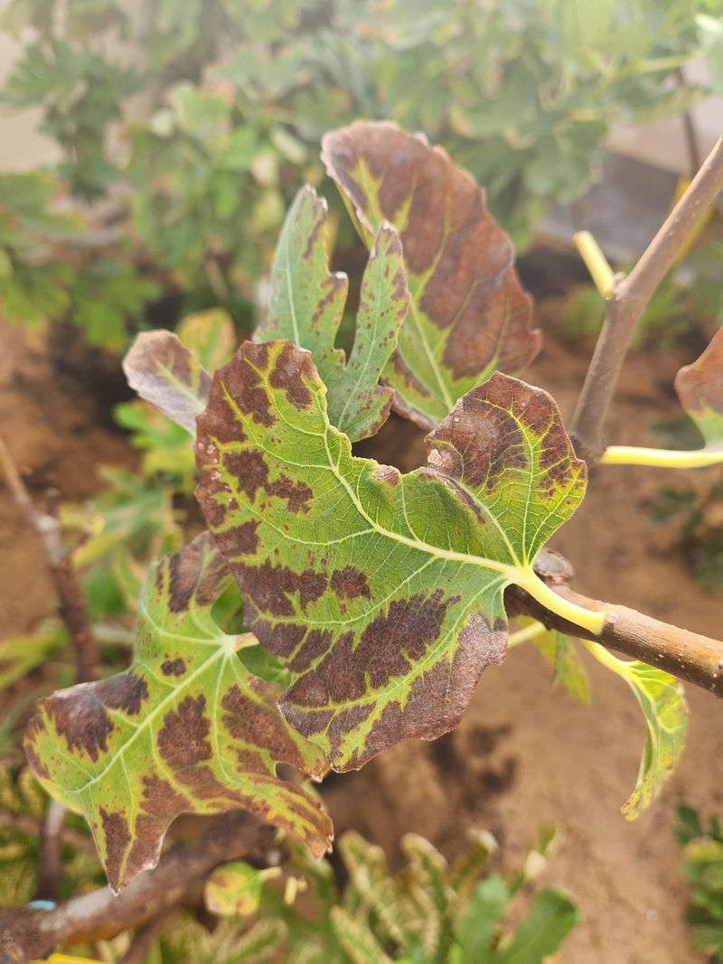 Fungal Diseases Like Fig Rust And Leaf Spot