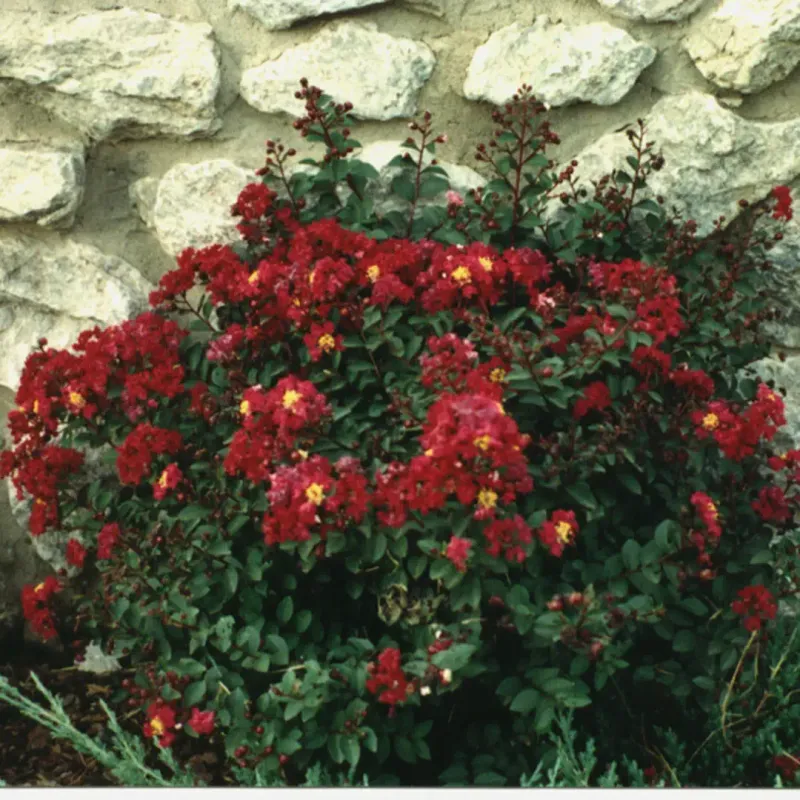 Tightwad Red Forms A Dense Shrub With True Red Flowers