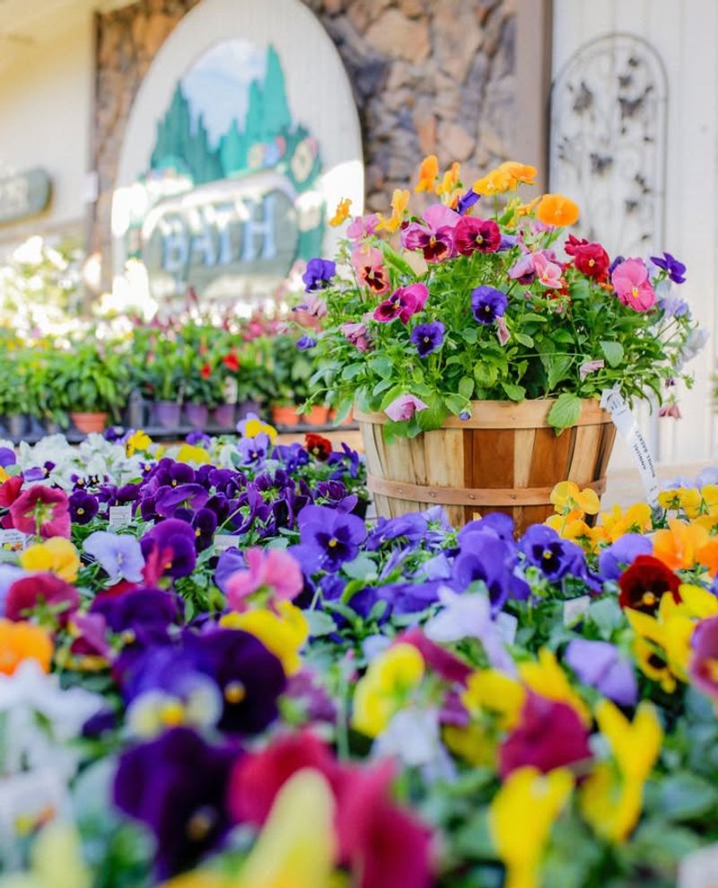 Pansy Adds Cool-Season Blooms To Early Spring Containers