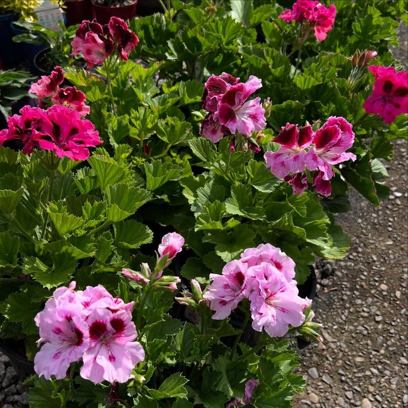 Geraniums (Pelargoniums)