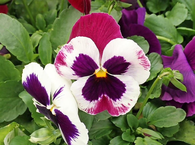 Violas Provide Delicate Small Flowers For Containers