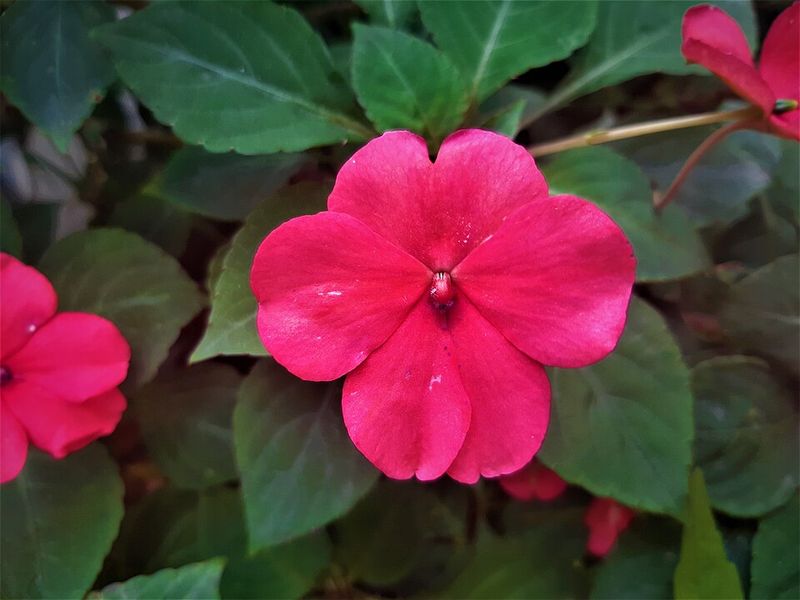 Impatiens Struggle When Spring Turns Cold Again