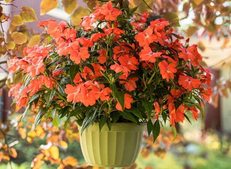 Impatiens (Impatiens Walleriana)