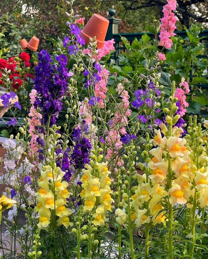 Snapdragons Add Upright Color Early In The Season
