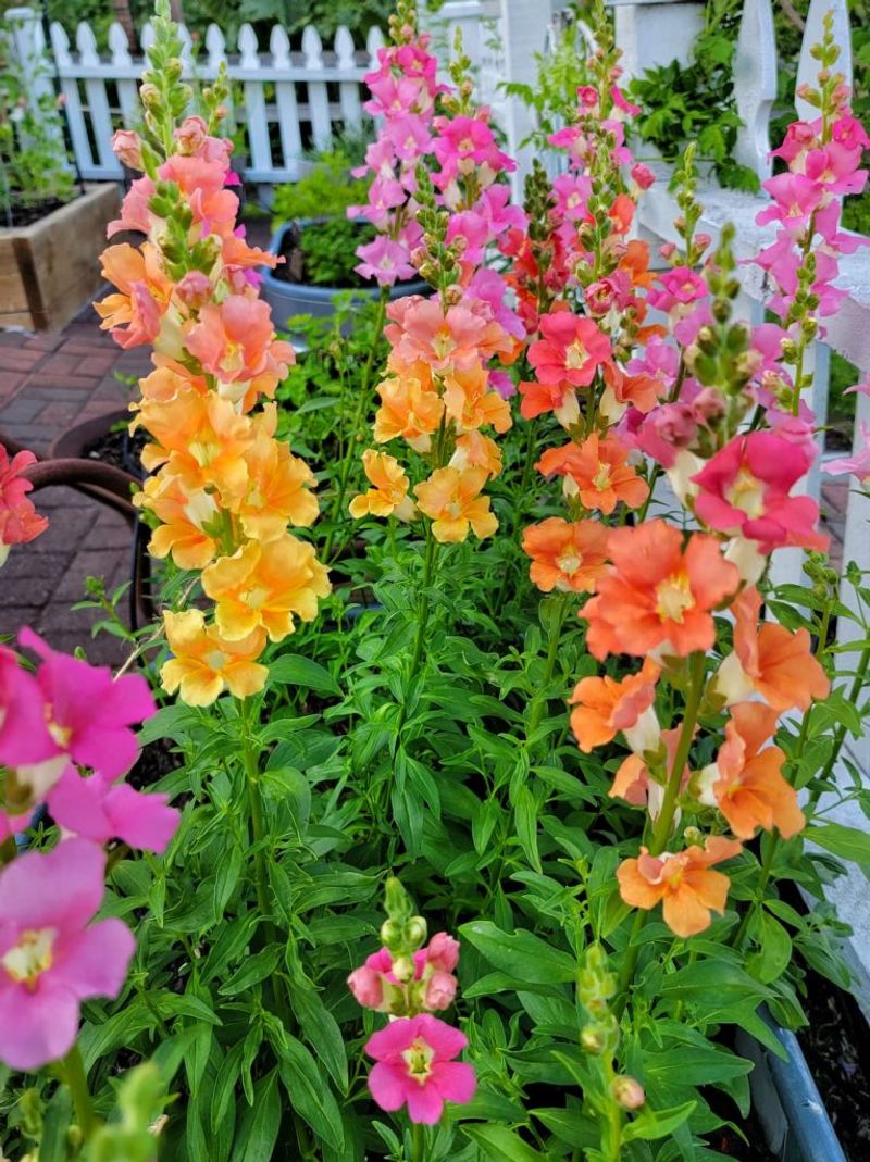 Snapdragons Slip Once The First Real Heat Wave Arrives