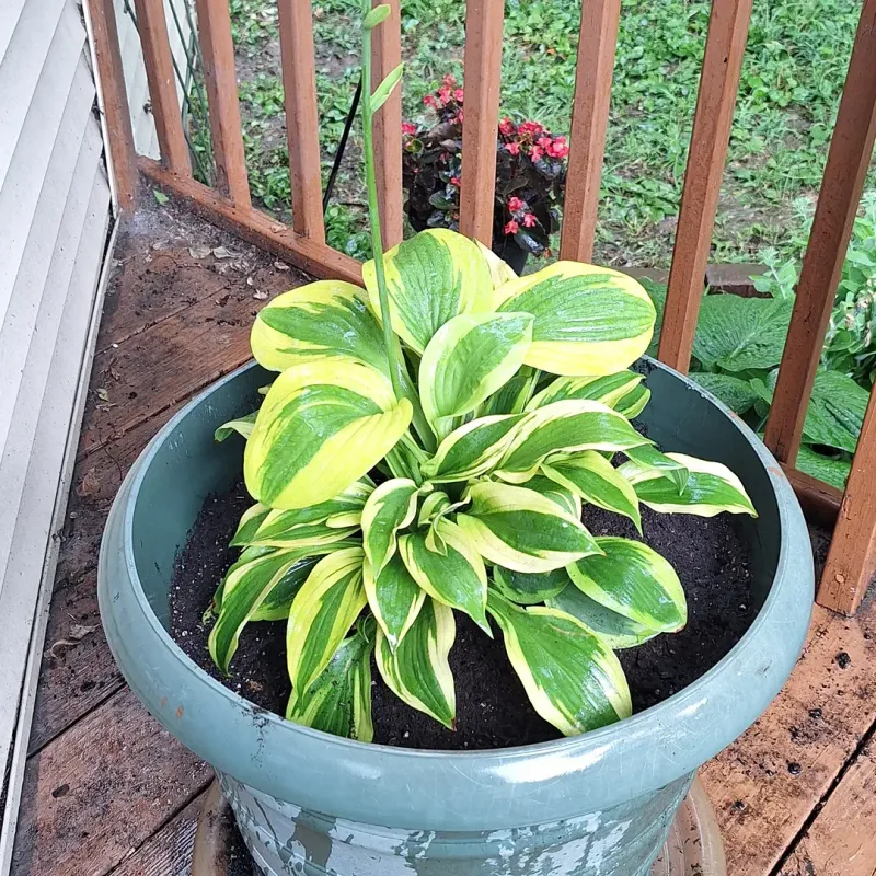 Hostas