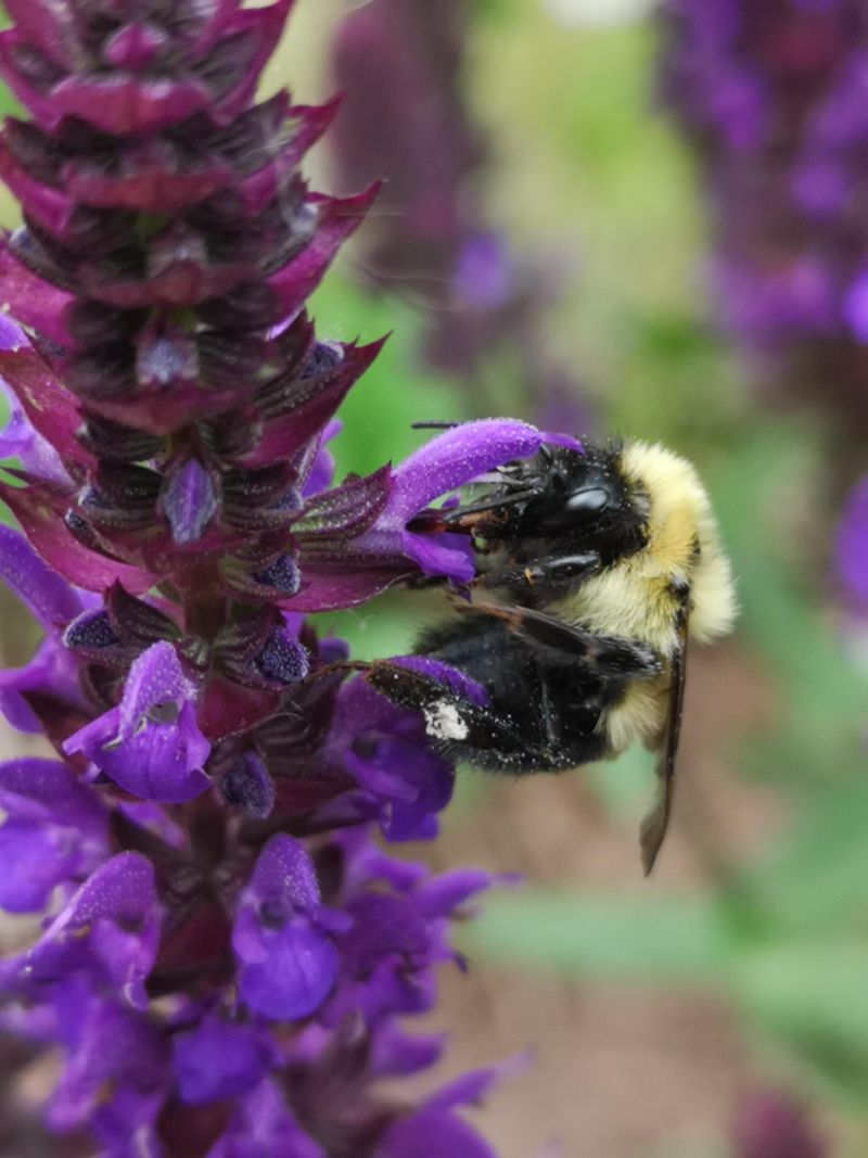 Salvia (Early-Blooming Types)