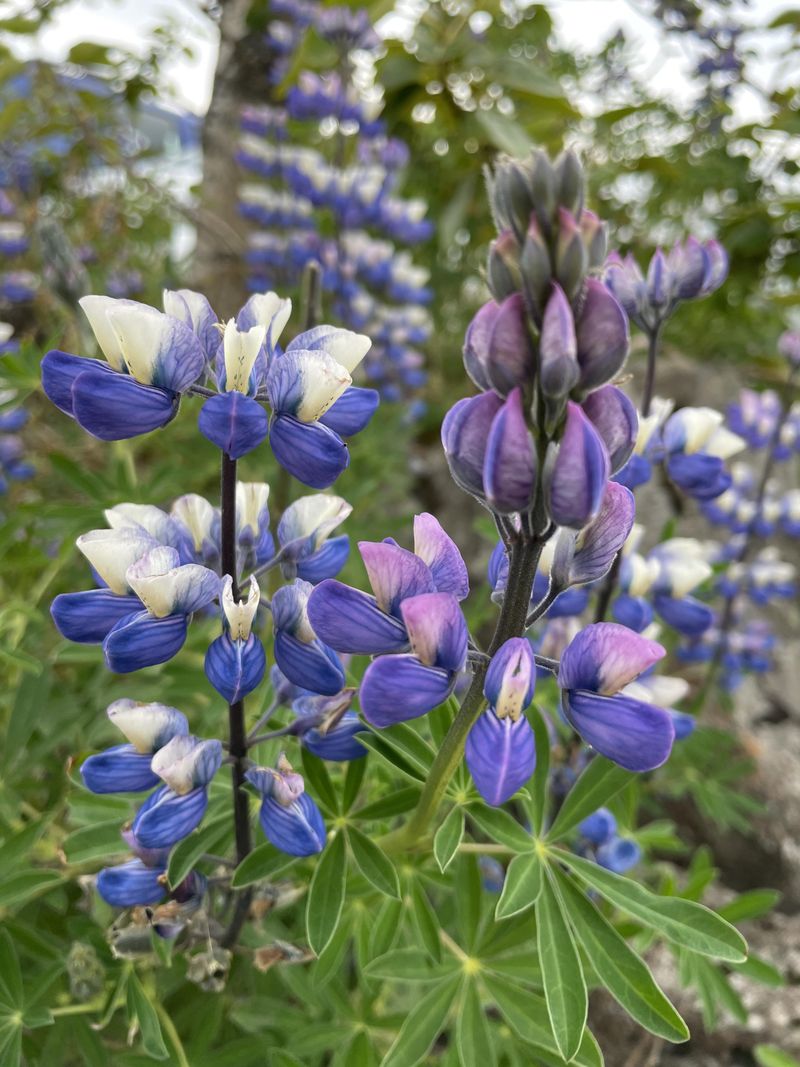 Lupine (Annual Varieties)